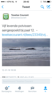potvisstranding
