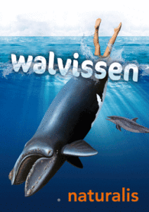 Walvissen