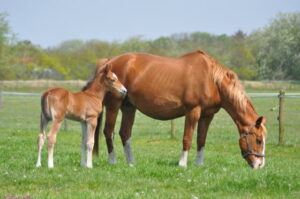 Paard en veulen