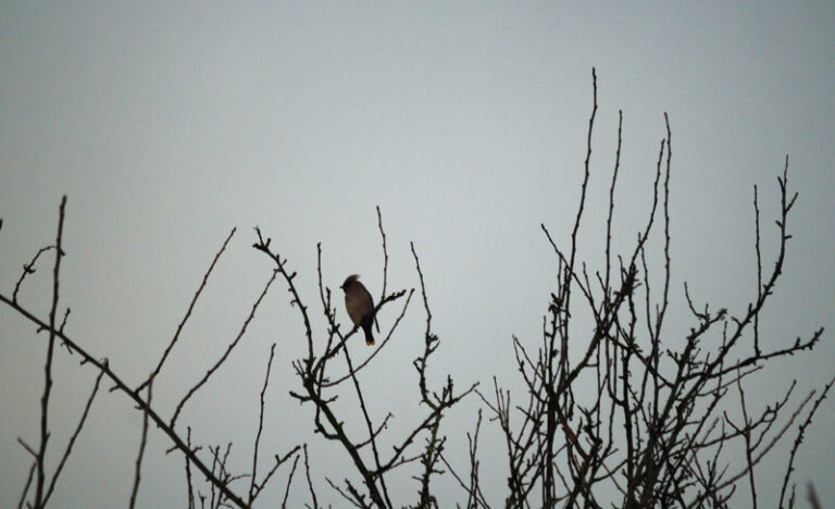 Pestvogel