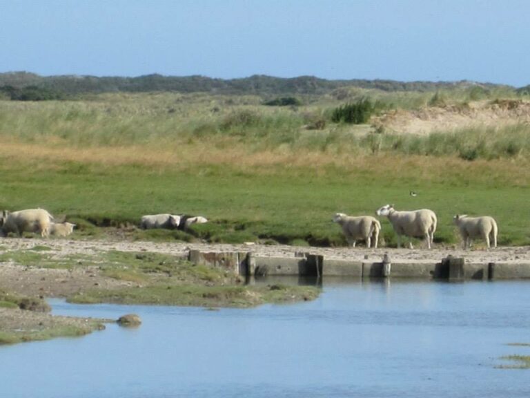 Lammetjes