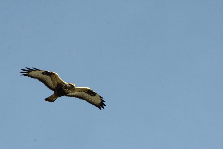 Ruigpootbuizerd