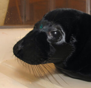 Zwarte zeehondenpup in crèche