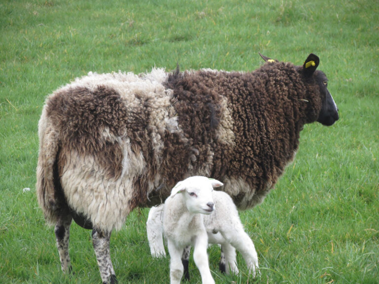 Lammetjes