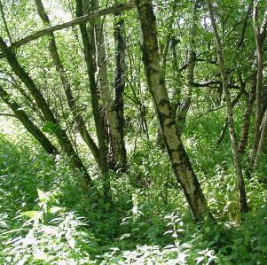 Brandhoutdag bij Staatsbosbeheer