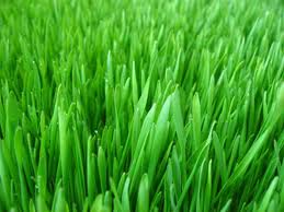 Groen