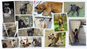 Wandelen voor het goede doel