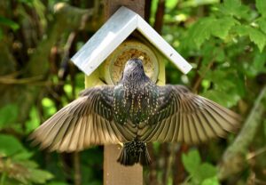 33. Mijn Ameland Foto