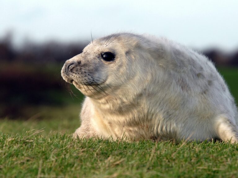zeehond