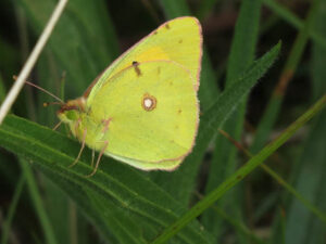 Oranje Luzernevlinder
