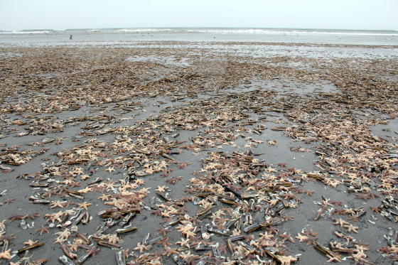 Zeesterren