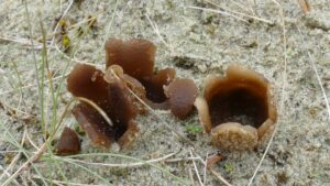 paddenstoelen