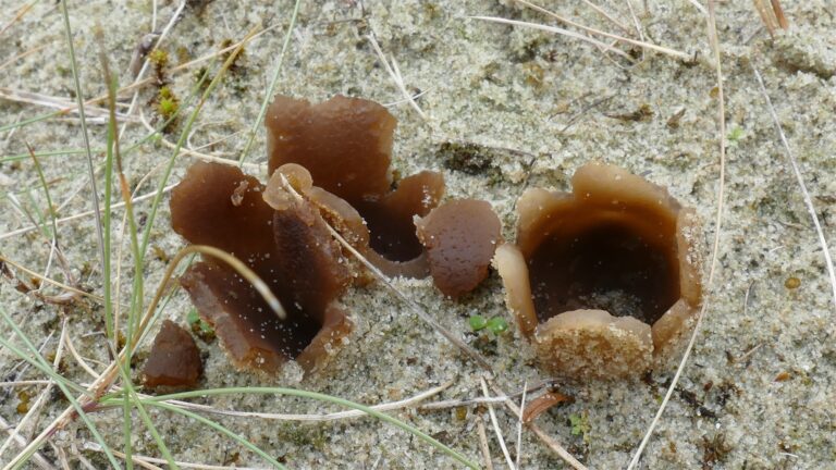 paddenstoelen