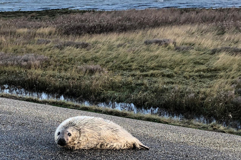 grijze zeehond