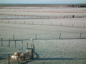 Lammetjes