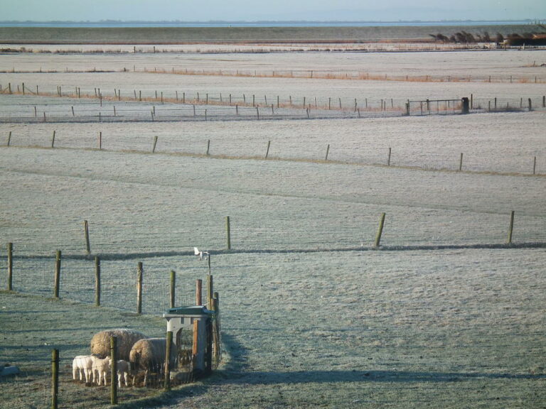 Lammetjes