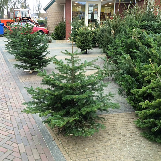 Kerstboom
