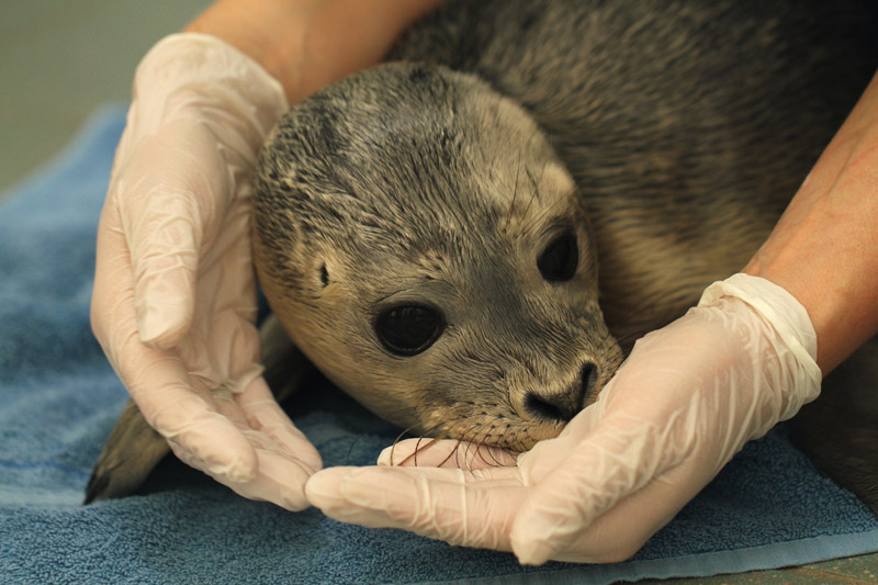 zeehonden pup