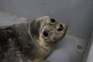 zeehond