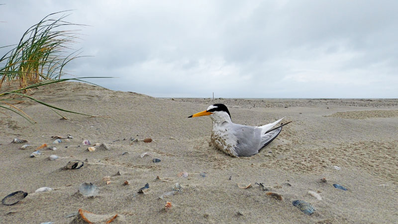 strandbroeders