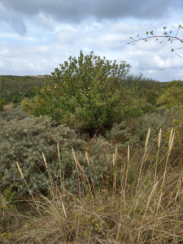 appelboom