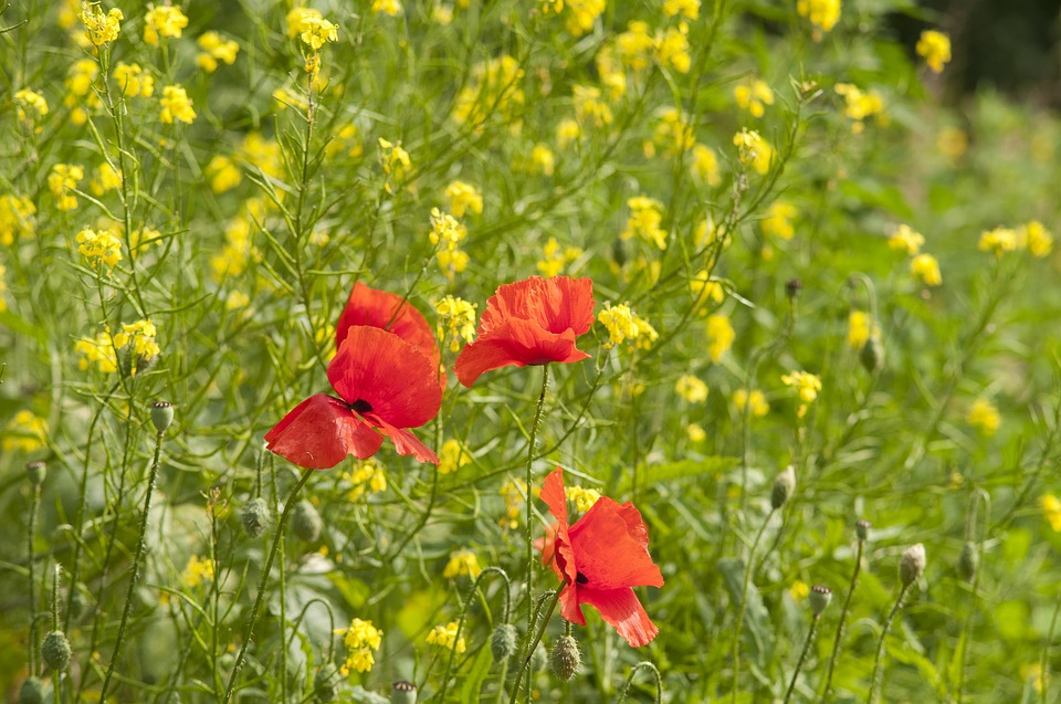 Friese organisaties bundelen krachten voor biodiversiteitsweken