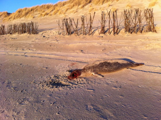 Zeehond
