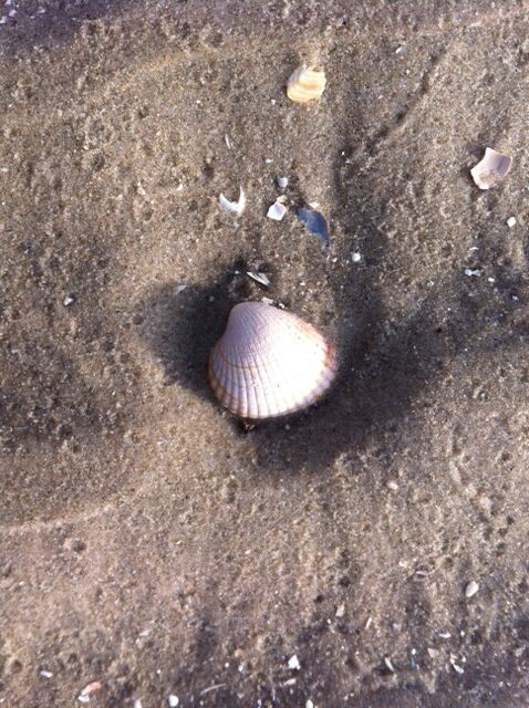 Kokkels verdroogd op het wad