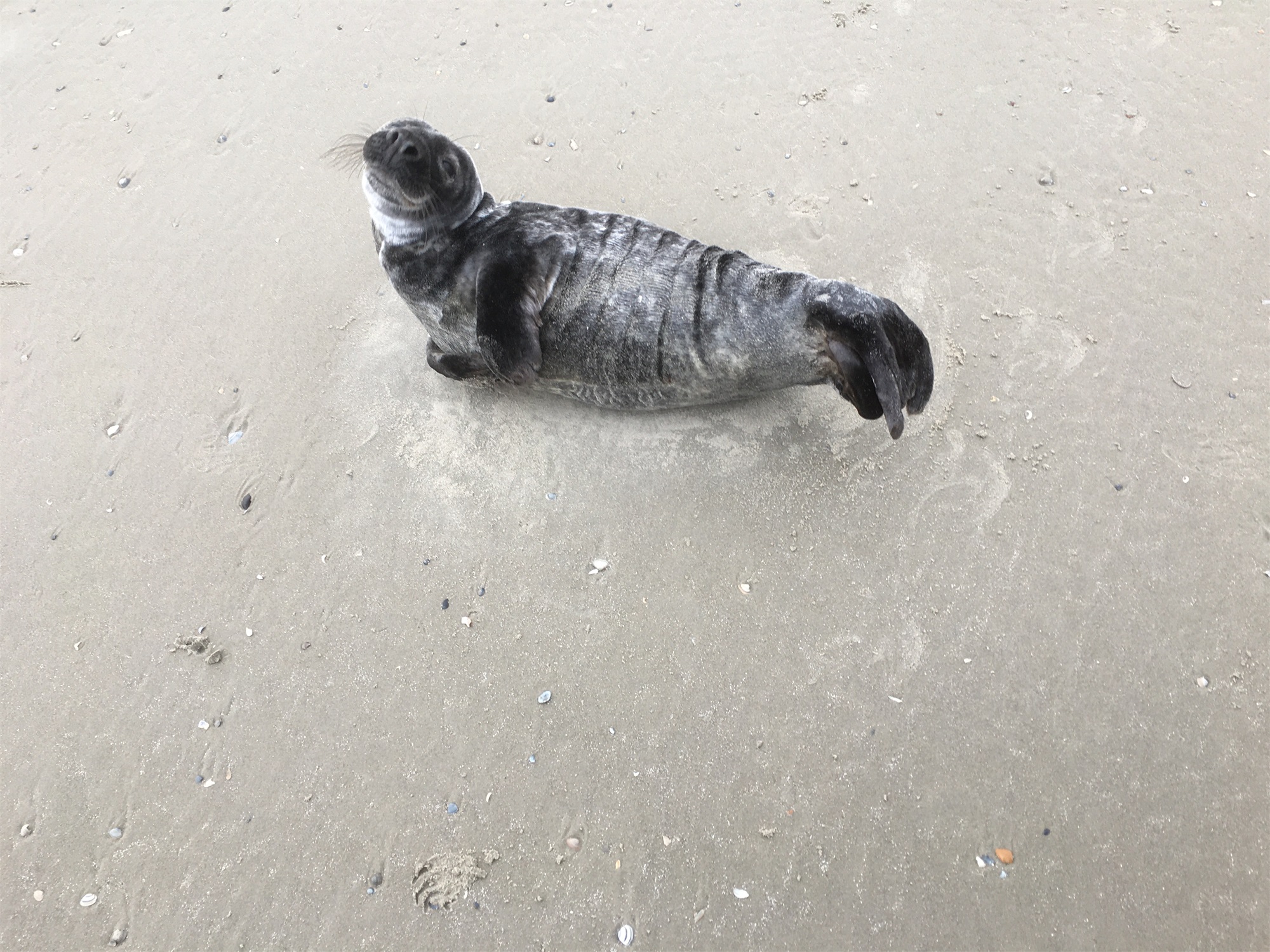 Donkere zeehond geen melanist