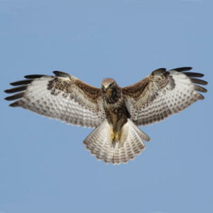 Ruigpootbuizerd voor de lens