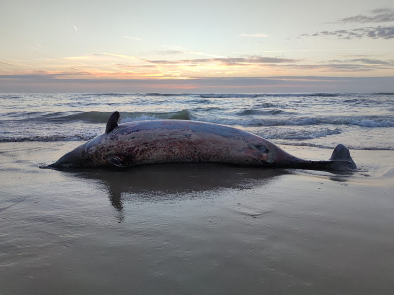 spitssnuitdolfijn bij paal 28 op Texel (c) Ecomare