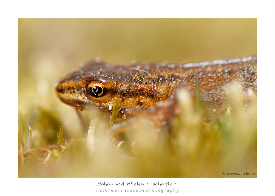 kleine watersalamander