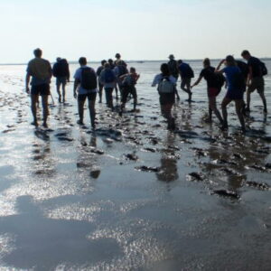 wadlopen