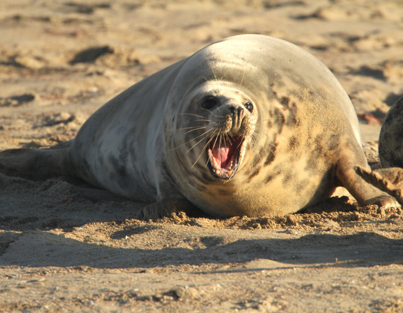 Grijze zeehond