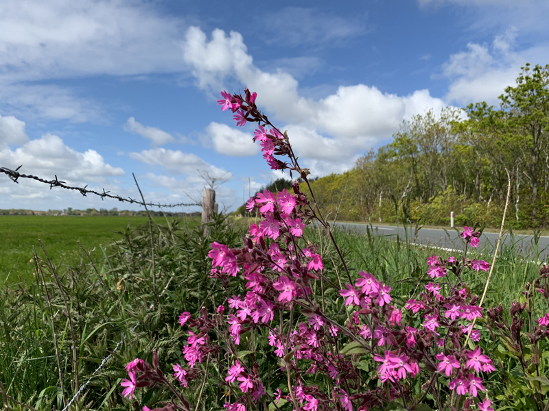 koekoeksbloem