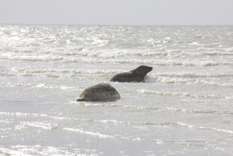 Zeehond