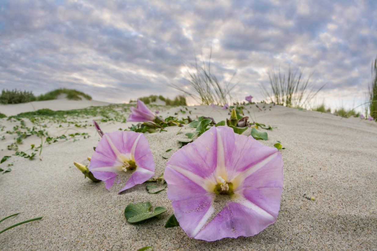 Groene Strand