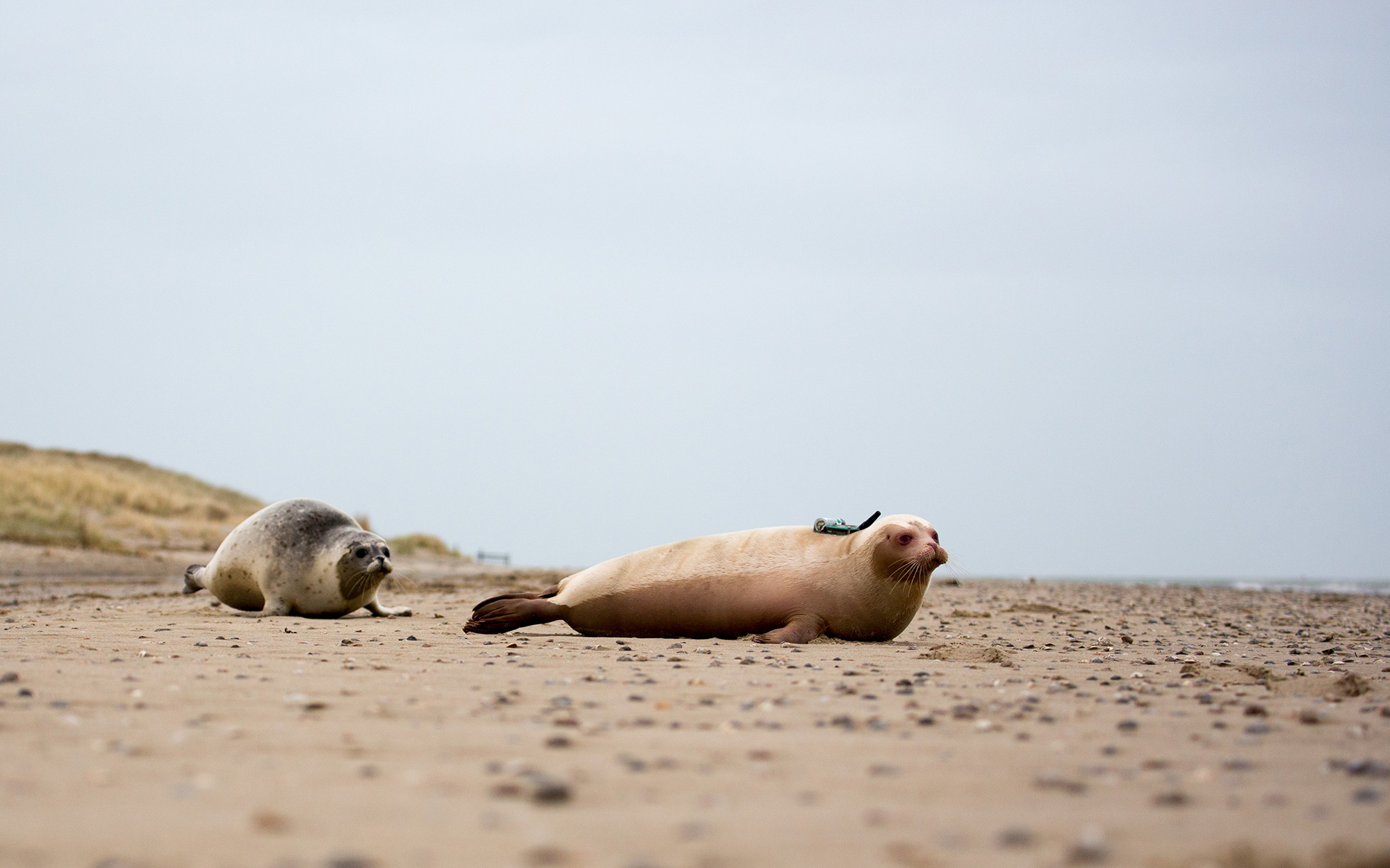 zeehond