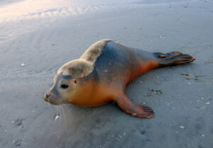 Oranje zeehond