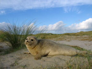 Zeehonden