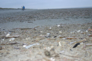 Schelpen