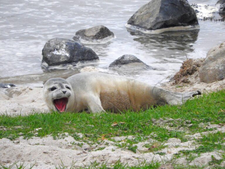 zeehond