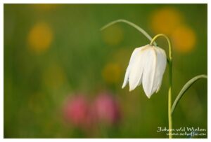 Witte kievitsbloem