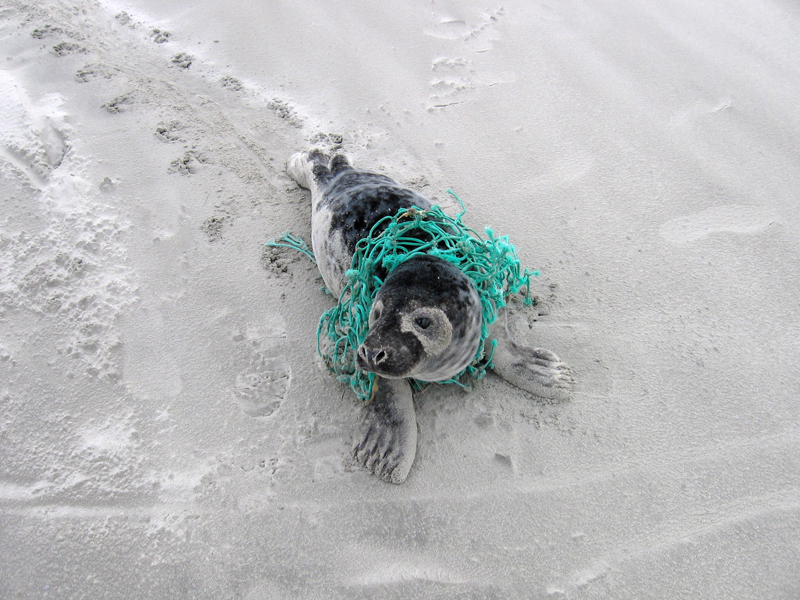 grijze zeehond