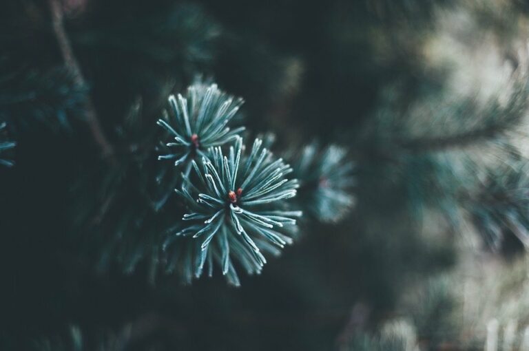 Kerstboom zelf zagen