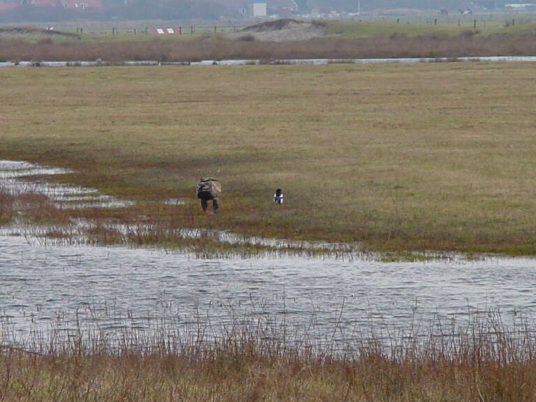 Steenarend