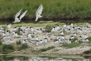 waddenvogels