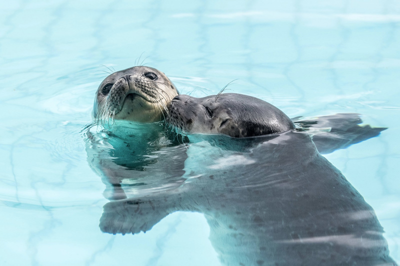 zeehond