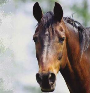 Succesvolle dressuurwedstrijd