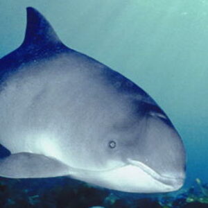 Levende bruinvis op strand bij Buren